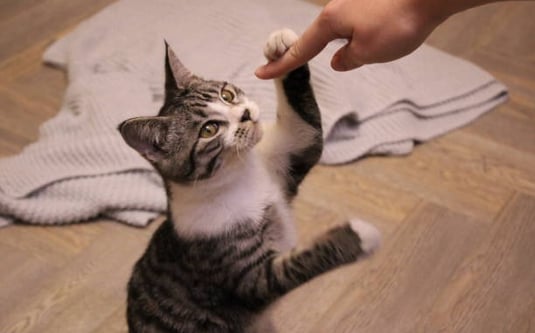 treinar o gato
