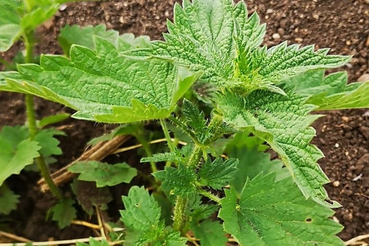 Close up of stinging nettle