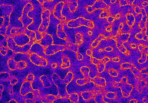 A confocal image of a bijel