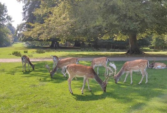 Multiple deer eating grass