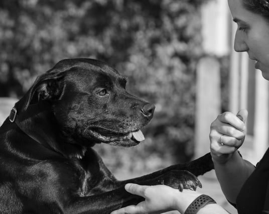 a black dog looking towards a woman and giving her paw