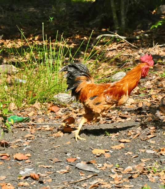 A rooster runs to the finca tour with babsita tours in costa rica on the carribean coast