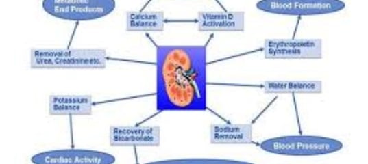 🥤🔬 Fluids & Fasting  The Science of Hydration and Kidney Function
