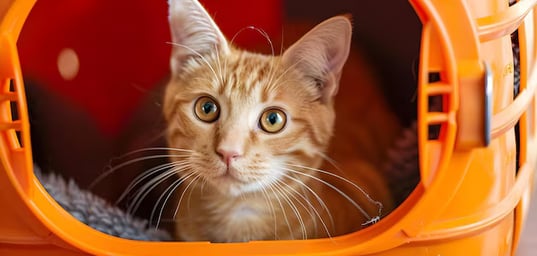 Orange cat inside a cat carrier
