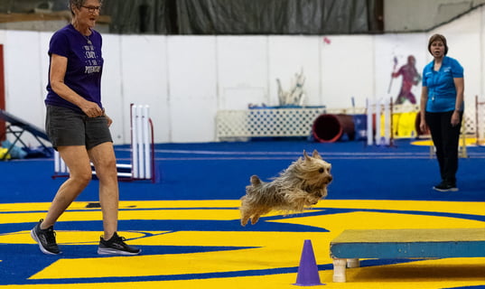 Silky Terrier Agility