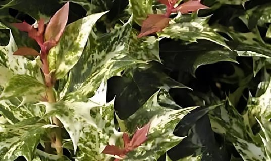 Hojas que pinchan del Falso acebo u osmanthus
