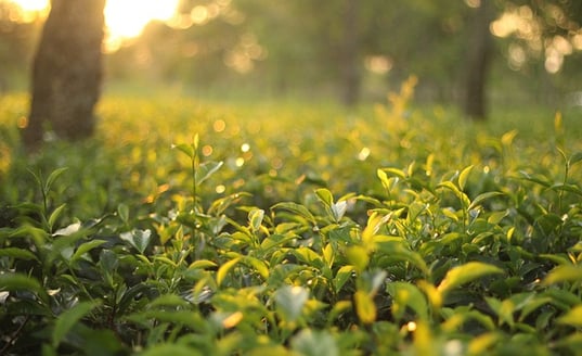 Tea gardens of Assam