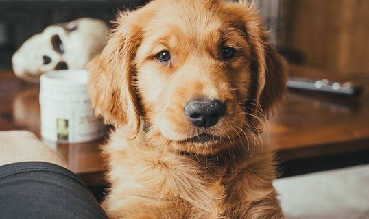 a goldendoogle dog with hand on person leg training how to sit