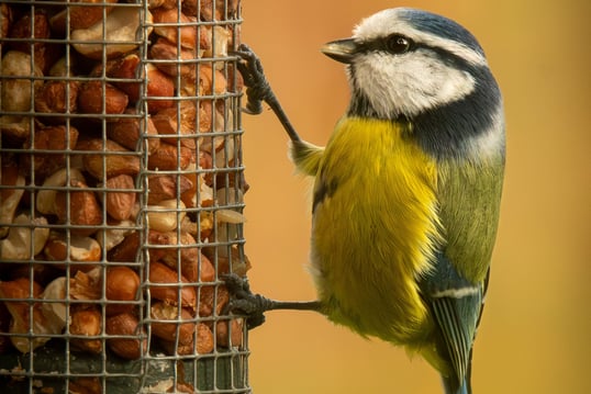 A detailed photo of a blue tit clinging on to a bird feeder full of peanuts