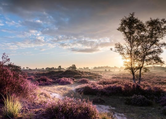 de Kalmthoutse heide