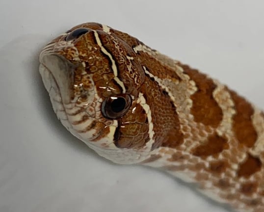 Western hognose looking sharp