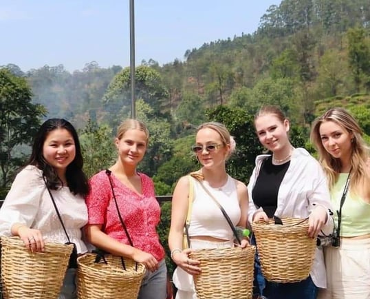 Tourists get the opportunity to pluck green tea leaves.