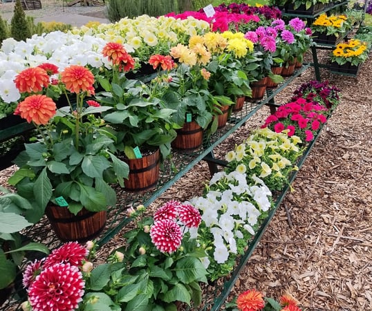 annual flowers