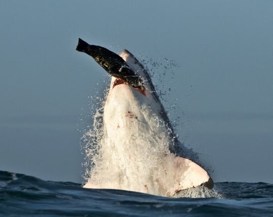 requin blanc qui capture une otarie en sortant de l'eau