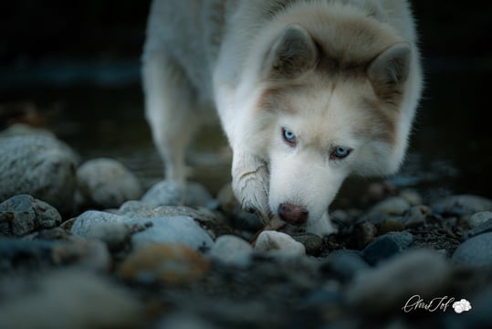 photographe perpignan animaux animal