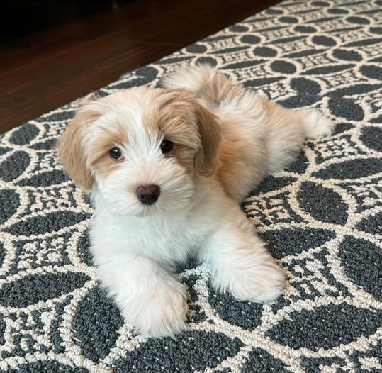 Henri Lying on the floor
