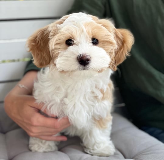 Havanese dog