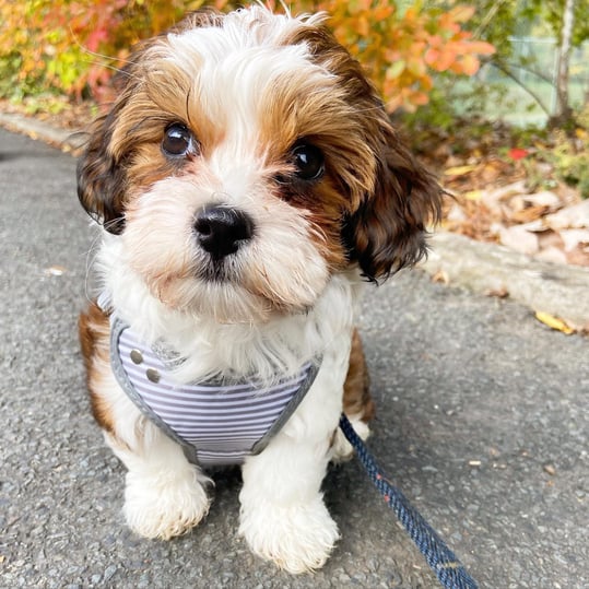 Male Havanese Puppy