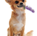 a dog sitting with a flower in its mouth for aromaterapia