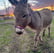 Miniature donkey named Harriet