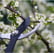 hedge trimming clients review.