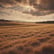 horseshoe canyon