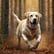 chien labrador