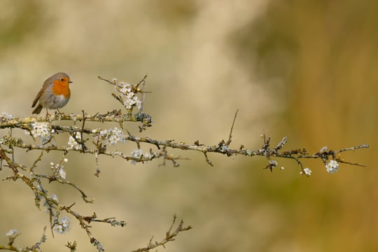 Rouge-gorge