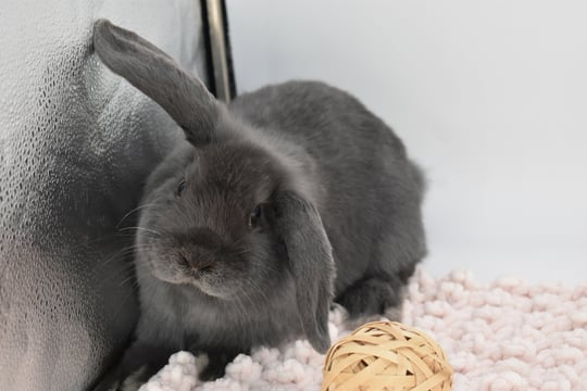 Hot Cross Buns' Boggle - blue Holland Lop baby pet doe on white background