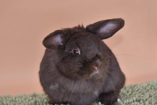 Hot Cross Buns' Holly - Chocolate Holland Lop spayed doe on peach background