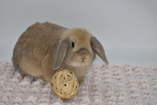 Hot Cross Buns' Mancala - cream Holland Lop baby doe on beige background