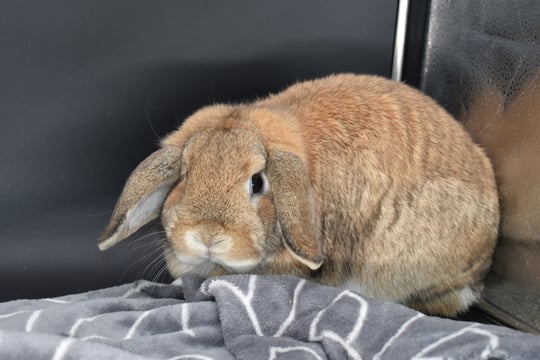 Hot Cross Buns' Parcheesi - orange Holland lop doe on black background