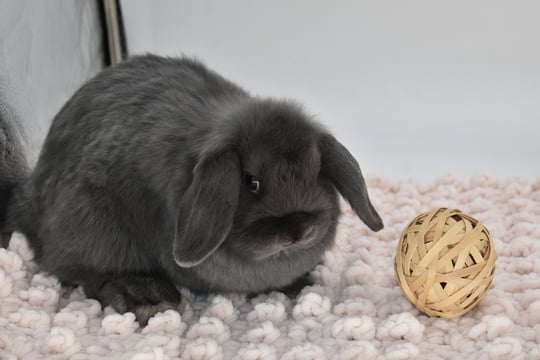 Hot Cross BUns' Whist - blue Holland Lop baby pet doe on beige background