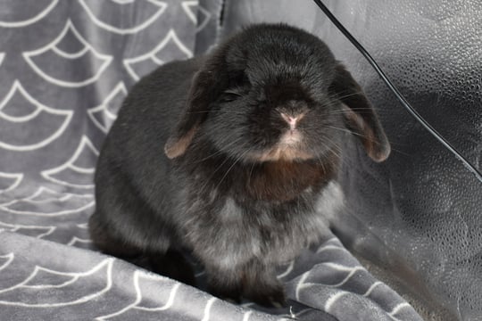 Hot Cross Buns' Zinnia - Solid black Holland Lop doe