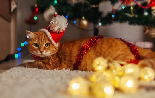Ginger cat wearing a Christmas hat