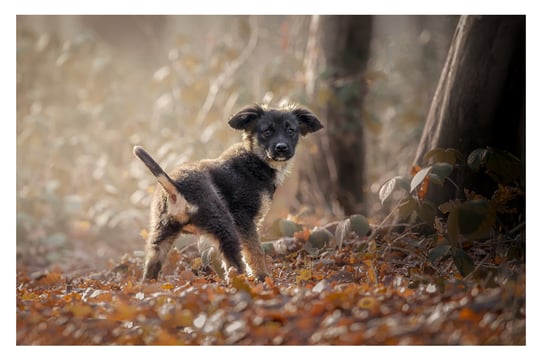 Les plus belles photos de votre chien ou de votre chat dans l'Oise