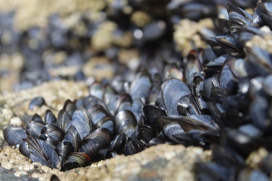 Moules - Bioindicateurs