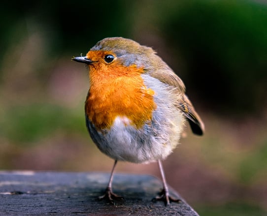 robin, killarney