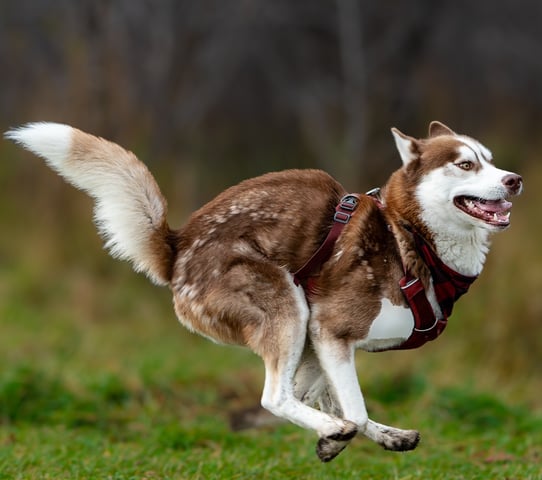 Brown husky with golden eyes runs happily at the dog park