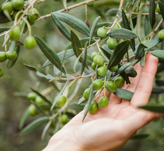 touches to olive branch