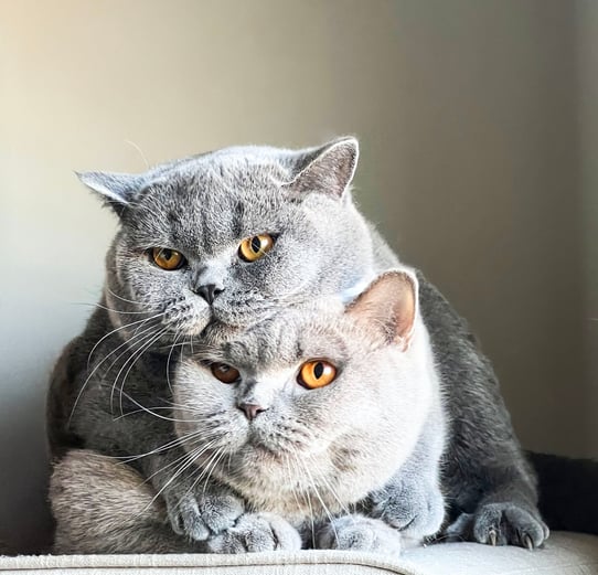 TICA-registered cinnamon British Shorthair from ethical breeder in Georgia