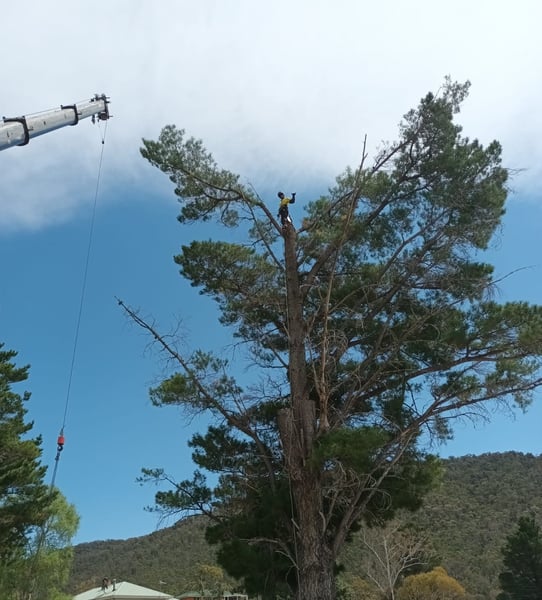 Pine tree being removed with a crane and an arborist is standing on top of the tree.