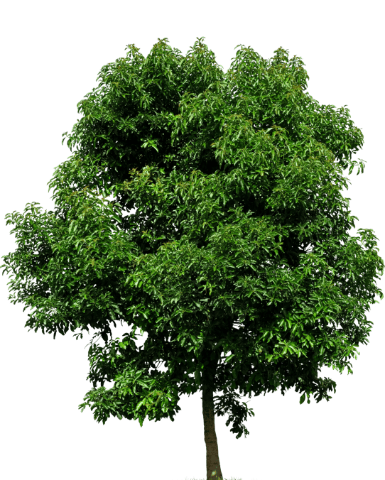 Image of a Tree in Mississauga