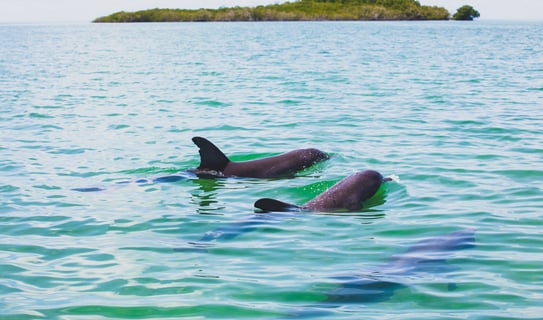 Observation des dauphins à Sian Kaaan avec Paseo Tours