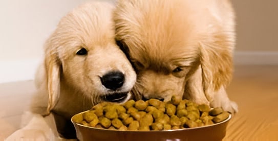 Perros comiendo