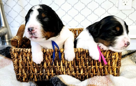 Bernedoodle Puppies