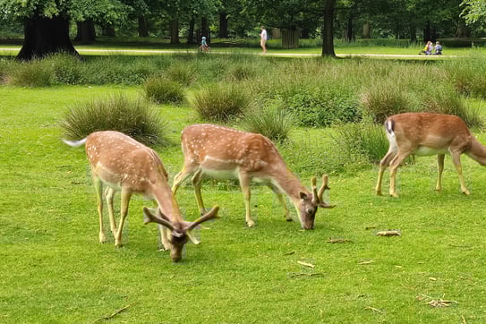 Three deer eating grass