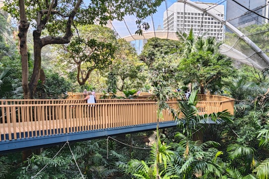 Elevated walkway with trees in aviary in Hong Kong Park