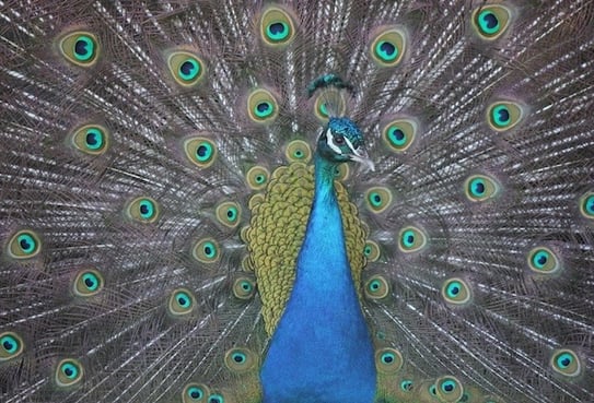 Peter Pickering's photo of a proud peacock (boastful photographer)