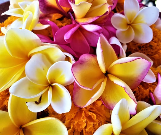 kwiaty frangipani 